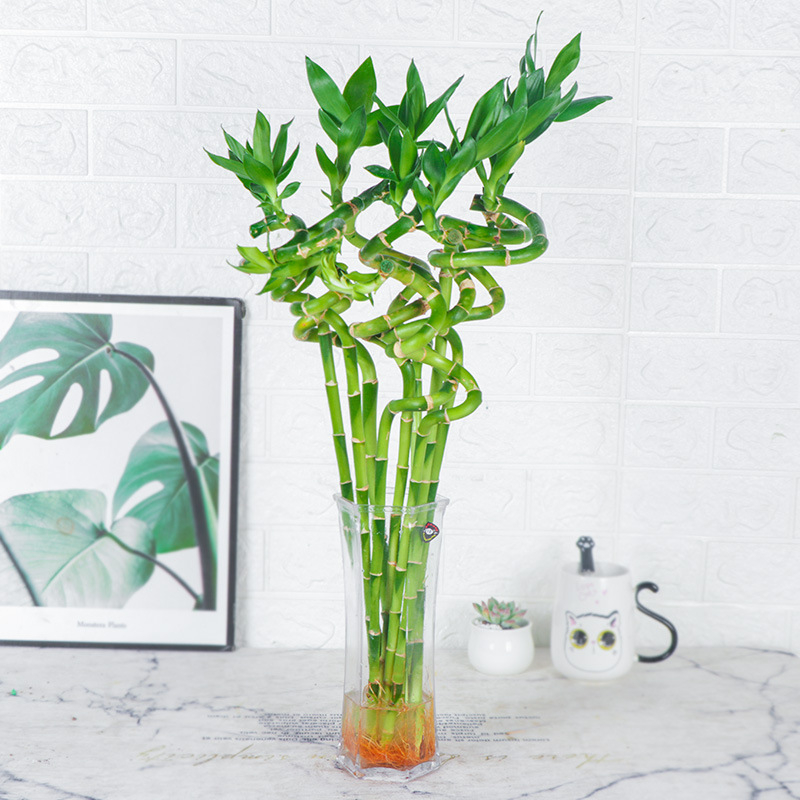 Vidinis hidroponinis Lucky Bamboo augalas – drėgmę mėgstantis, šešėlių toleravimas, įprasta temperatūra, šiuolaikiškas minimalistinis stilius