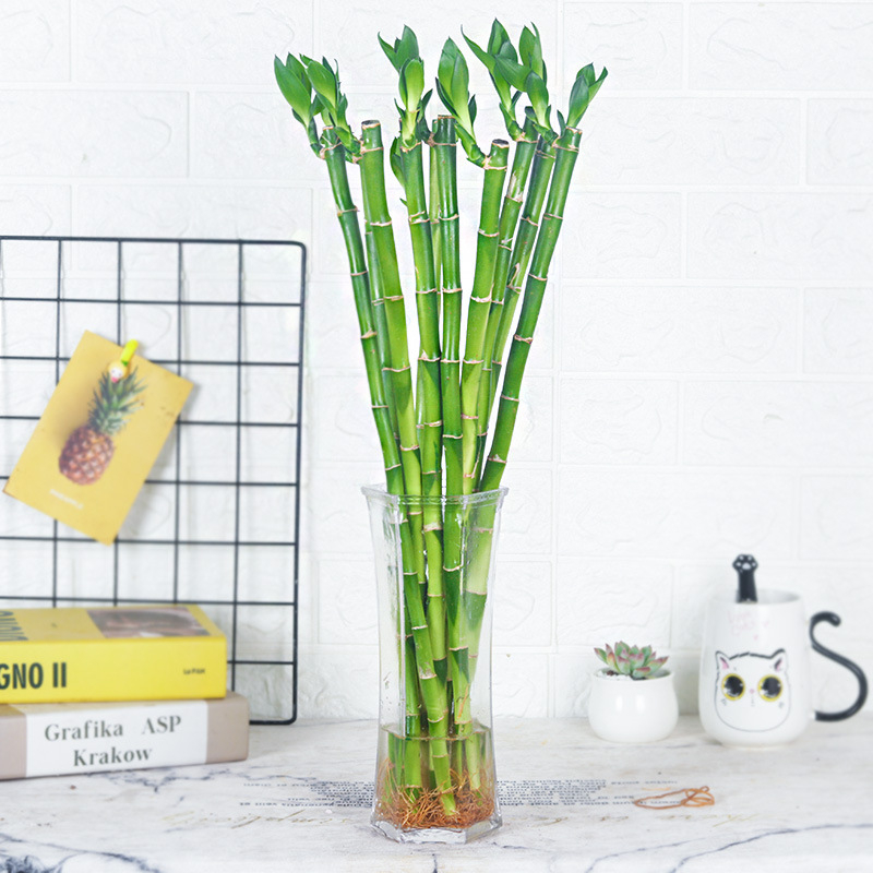 Vidinis hidroponinis Lucky Bamboo augalas – drėgmę mėgstantis, šešėlių toleravimas, įprasta temperatūra, šiuolaikiškas minimalistinis stilius