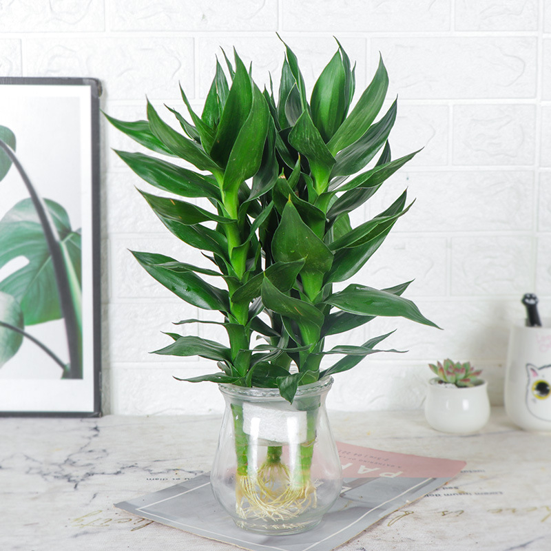 Vidinis hidroponinis Lucky Bamboo augalas – drėgmę mėgstantis, šešėlių toleravimas, įprasta temperatūra, šiuolaikiškas minimalistinis stilius