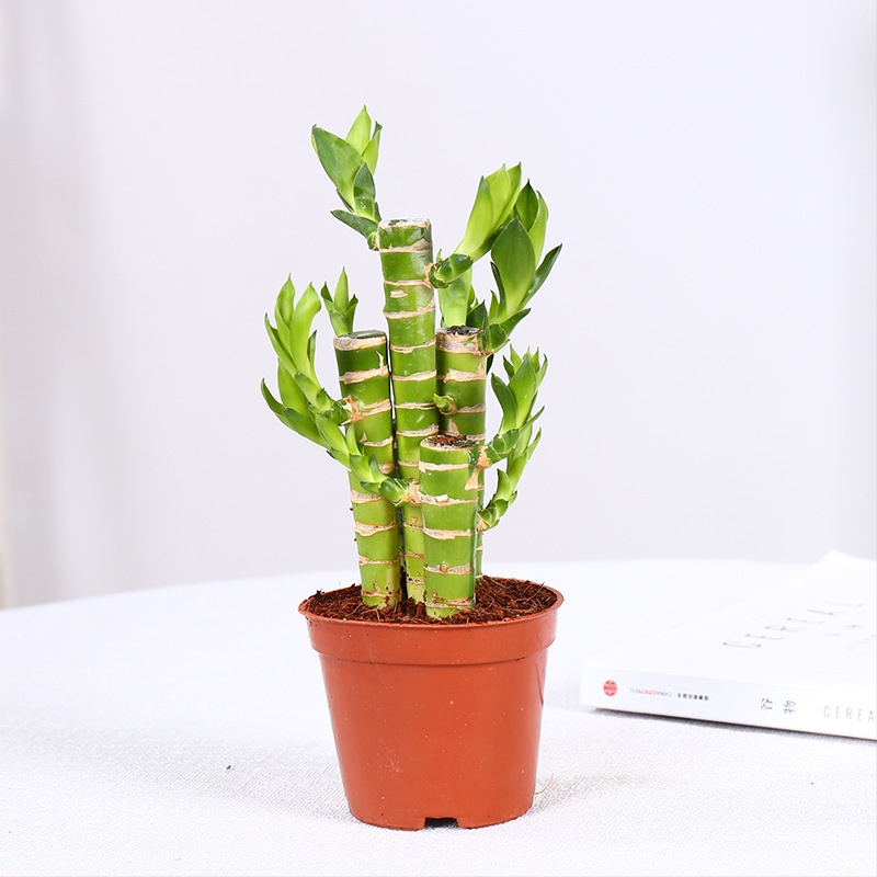 Vidinis hidroponinis Lucky Bamboo augalas – drėgmę mėgstantis, šešėlių toleravimas, įprasta temperatūra, šiuolaikiškas minimalistinis stilius