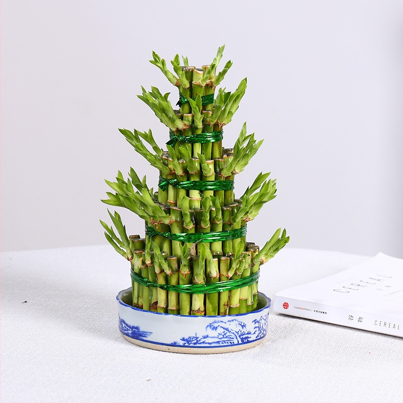 Vidinis hidroponinis Lucky Bamboo augalas – drėgmę mėgstantis, šešėlių toleravimas, įprasta temperatūra, šiuolaikiškas minimalistinis stilius