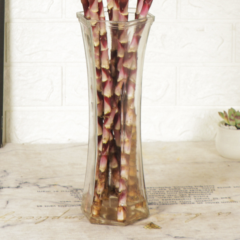 Vidinis hidroponinis Lucky Bamboo augalas – drėgmę mėgstantis, šešėlių toleravimas, įprasta temperatūra, šiuolaikiškas minimalistinis stilius