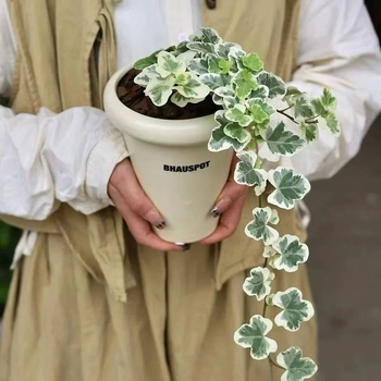 Guoxiang бръшлян в саксия за балкон – висящо растение за вътрешен двор, вечнозелено, лесно за поддръжка, нормална температура, обича слънцето и влагата, модерен стил минимализъм и лек лукс