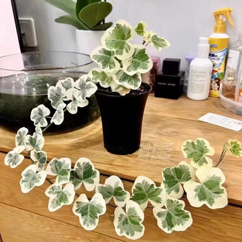 Guoxiang бръшлян в саксия за балкон – висящо растение за вътрешен двор, вечнозелено, лесно за поддръжка, нормална температура, обича слънцето и влагата, модерен стил минимализъм и лек лукс