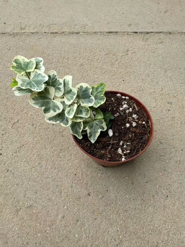 Guoxiang бръшлян в саксия за балкон – висящо растение за вътрешен двор, вечнозелено, лесно за поддръжка, нормална температура, обича слънцето и влагата, модерен стил минимализъм и лек лукс