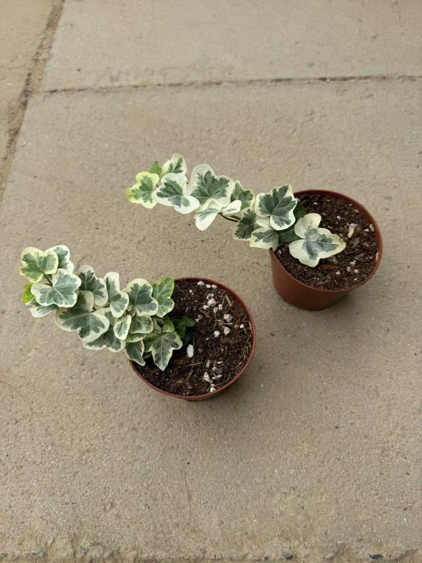 Guoxiang бръшлян в саксия за балкон – висящо растение за вътрешен двор, вечнозелено, лесно за поддръжка, нормална температура, обича слънцето и влагата, модерен стил минимализъм и лек лукс