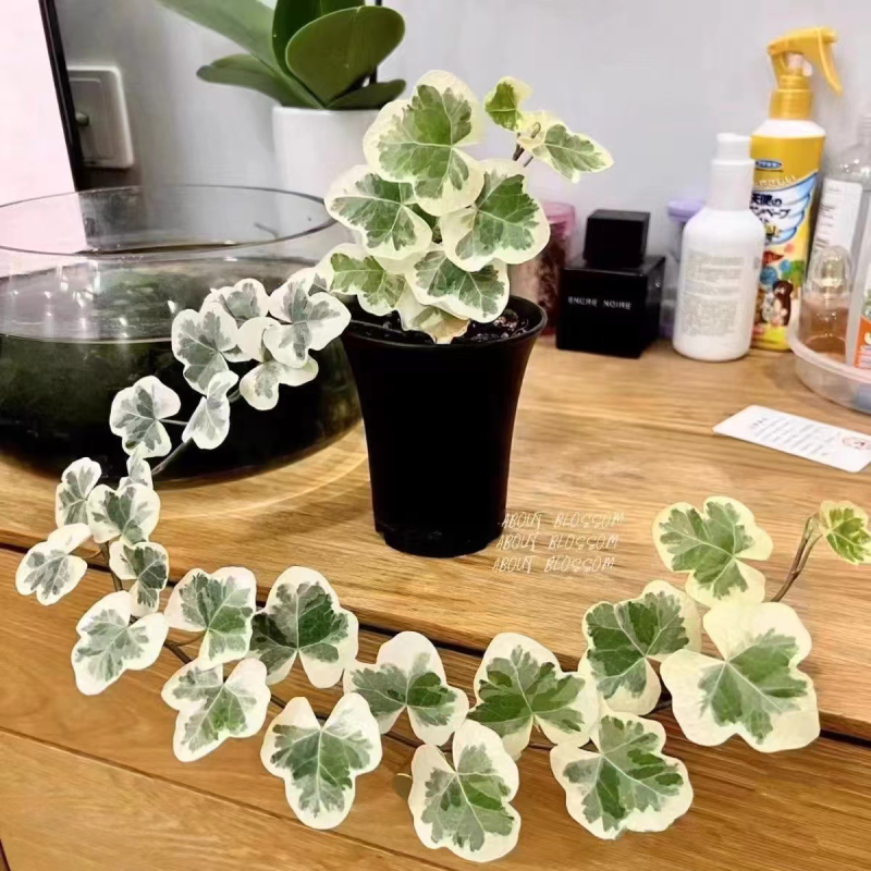 Guoxiang бръшлян в саксия за балкон – висящо растение за вътрешен двор, вечнозелено, лесно за поддръжка, нормална температура, обича слънцето и влагата, модерен стил минимализъм и лек лукс