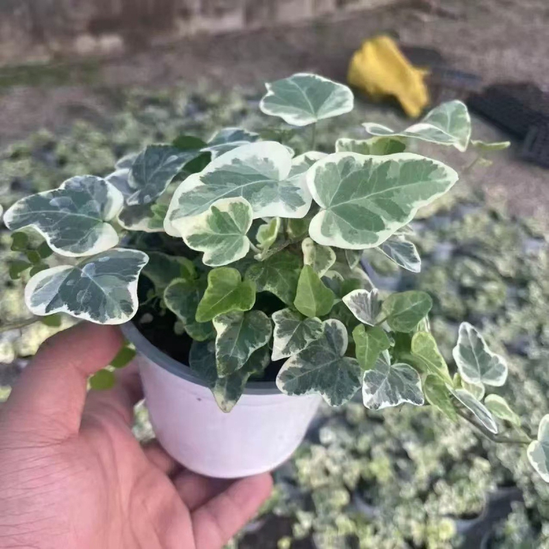 Guoxiang бръшлян в саксия за балкон – висящо растение за вътрешен двор, вечнозелено, лесно за поддръжка, нормална температура, обича слънцето и влагата, модерен стил минимализъм и лек лукс