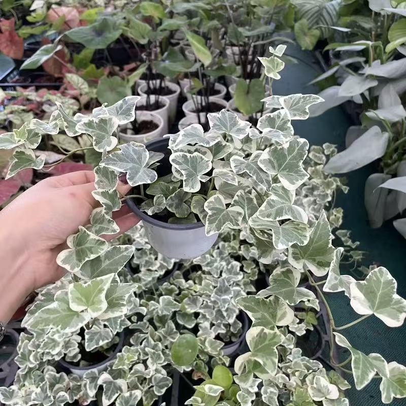 Guoxiang бръшлян в саксия за балкон – висящо растение за вътрешен двор, вечнозелено, лесно за поддръжка, нормална температура, обича слънцето и влагата, модерен стил минимализъм и лек лукс