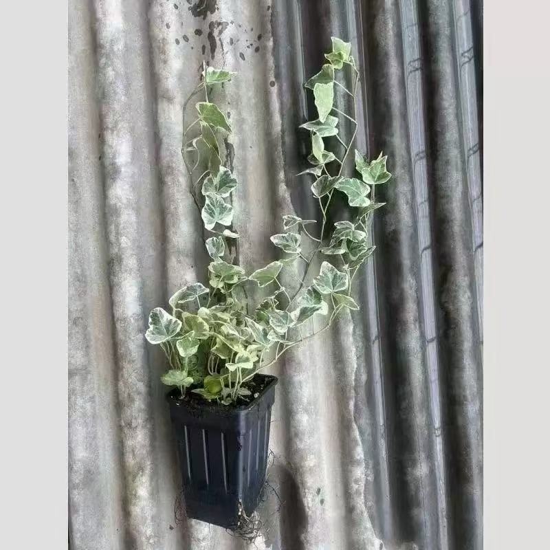 Guoxiang бръшлян в саксия за балкон – висящо растение за вътрешен двор, вечнозелено, лесно за поддръжка, нормална температура, обича слънцето и влагата, модерен стил минимализъм и лек лукс