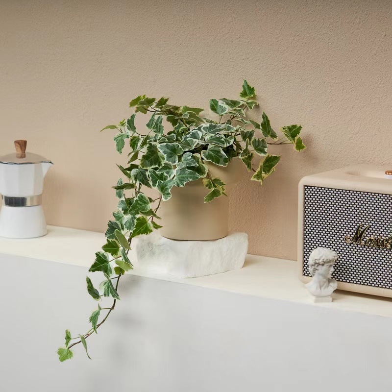 Guoxiang бръшлян в саксия за балкон – висящо растение за вътрешен двор, вечнозелено, лесно за поддръжка, нормална температура, обича слънцето и влагата, модерен стил минимализъм и лек лукс