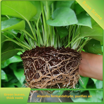 Epipremnum aureum potis taim siseõhu puhastamiseks, optimaalne temperatuur 1–30°C, neutraalne valgustus, kaasaegne minimalistlik stiil