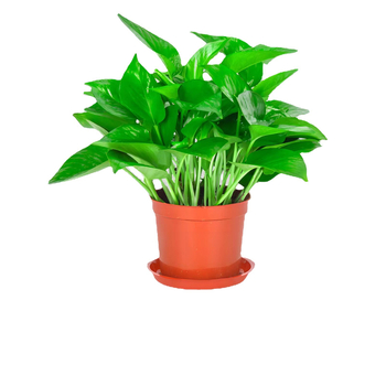 Epipremnum aureum в саксия за вътрешно пречистване на въздуха, оптимална температура 1–30°C, неутрално осветление, модерен минималистичен стил