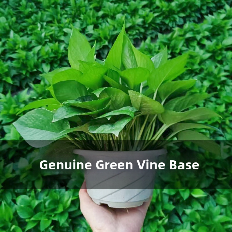 Epipremnum aureum vazonėlis augalas vidaus oro valymui, optimali temperatūra 1–30°C, neutralus apšvietimas, modernus minimalistinis stilius