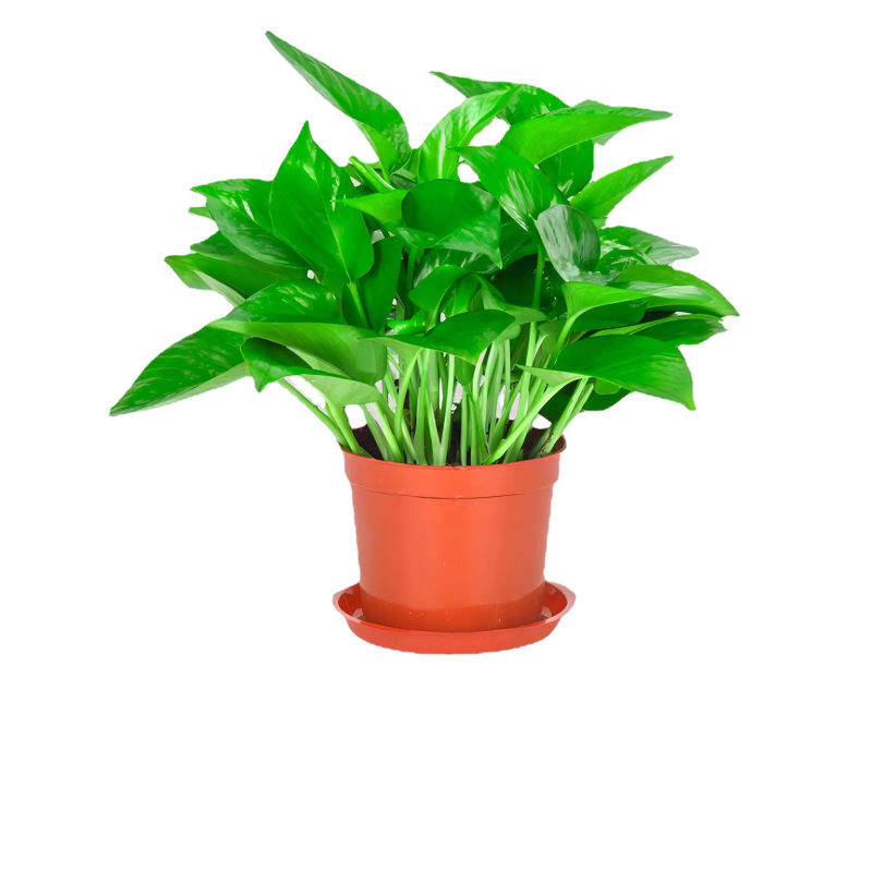 Epipremnum aureum в саксия за вътрешно пречистване на въздуха, оптимална температура 1–30°C, неутрално осветление, модерен минималистичен стил