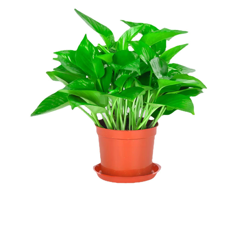 Epipremnum aureum в саксия за вътрешно пречистване на въздуха, оптимална температура 1–30°C, неутрално осветление, модерен минималистичен стил