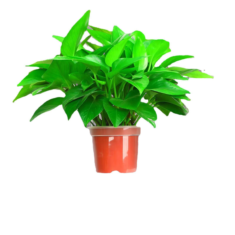 Epipremnum aureum в саксия за вътрешно пречистване на въздуха, оптимална температура 1–30°C, неутрално осветление, модерен минималистичен стил