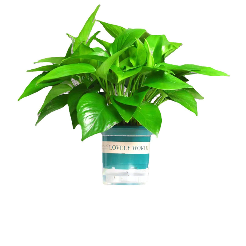 Epipremnum aureum в саксия за вътрешно пречистване на въздуха, оптимална температура 1–30°C, неутрално осветление, модерен минималистичен стил