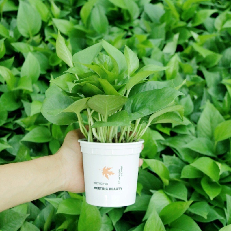 Epipremnum aureum в саксия за вътрешно пречистване на въздуха, оптимална температура 1–30°C, неутрално осветление, модерен минималистичен стил