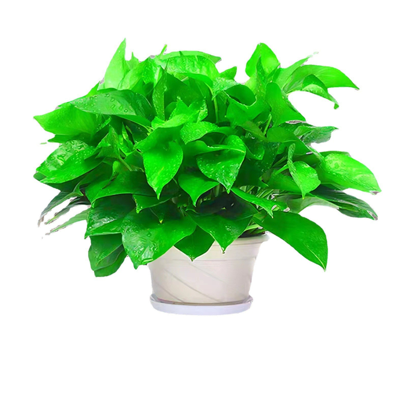 Epipremnum aureum в саксия за вътрешно пречистване на въздуха, оптимална температура 1–30°C, неутрално осветление, модерен минималистичен стил