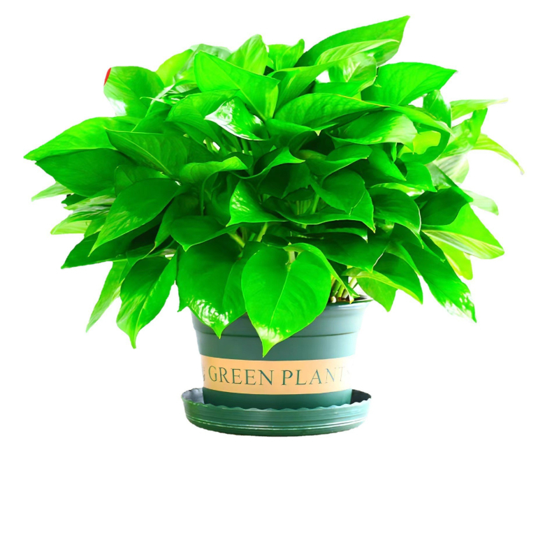 Epipremnum aureum в саксия за вътрешно пречистване на въздуха, оптимална температура 1–30°C, неутрално осветление, модерен минималистичен стил