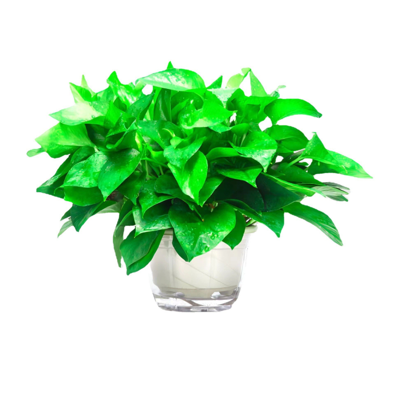 Epipremnum aureum в саксия за вътрешно пречистване на въздуха, оптимална температура 1–30°C, неутрално осветление, модерен минималистичен стил