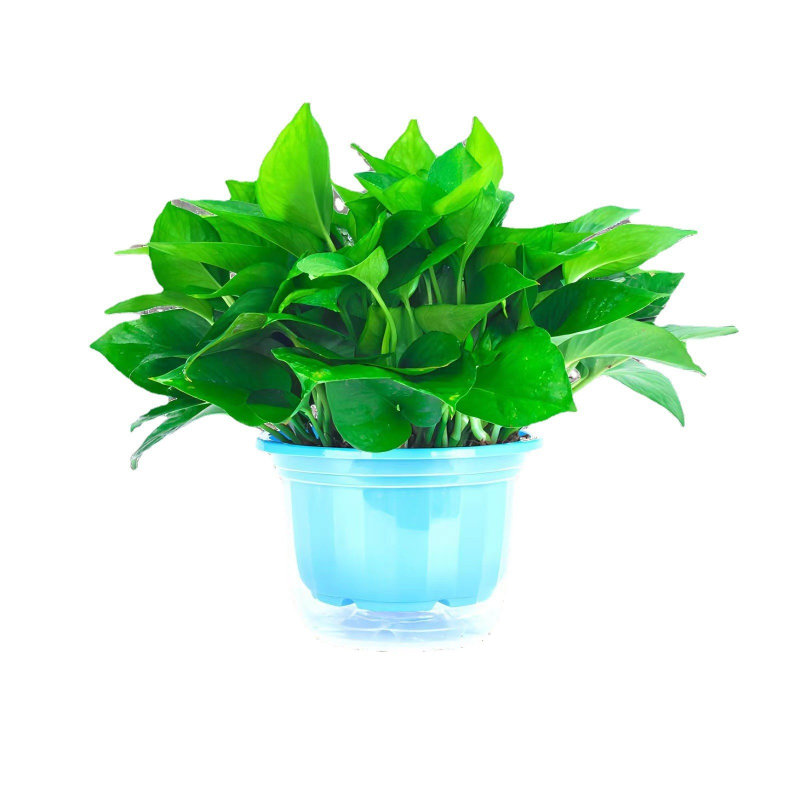 Epipremnum aureum в саксия за вътрешно пречистване на въздуха, оптимална температура 1–30°C, неутрално осветление, модерен минималистичен стил