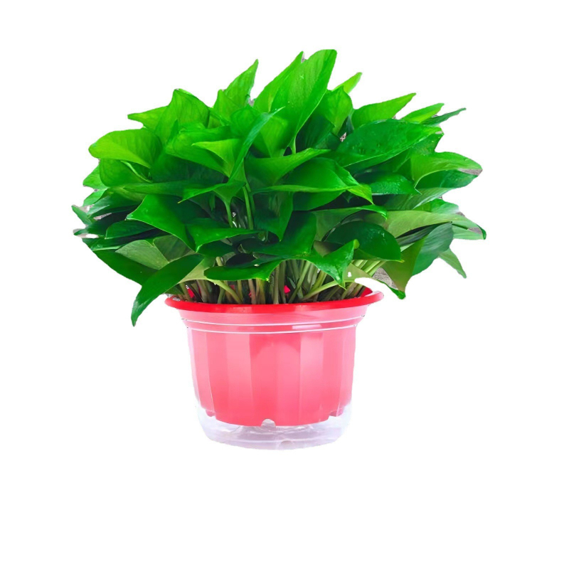 Epipremnum aureum в саксия за вътрешно пречистване на въздуха, оптимална температура 1–30°C, неутрално осветление, модерен минималистичен стил