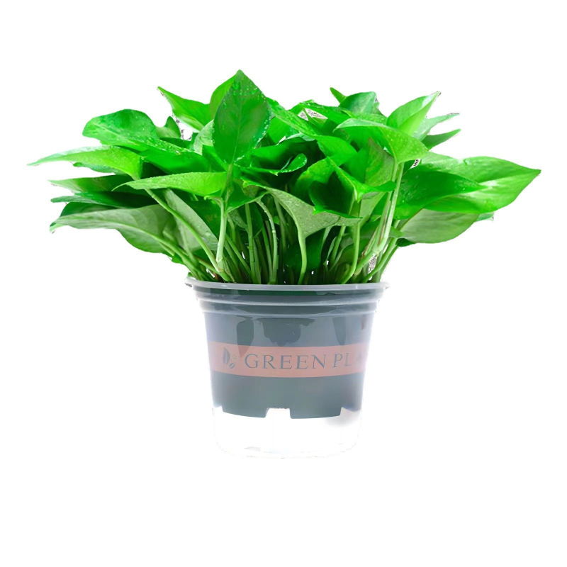 Epipremnum aureum в саксия за вътрешно пречистване на въздуха, оптимална температура 1–30°C, неутрално осветление, модерен минималистичен стил