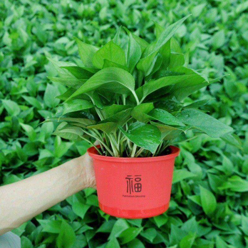 Epipremnum aureum в саксия за вътрешно пречистване на въздуха, оптимална температура 1–30°C, неутрално осветление, модерен минималистичен стил