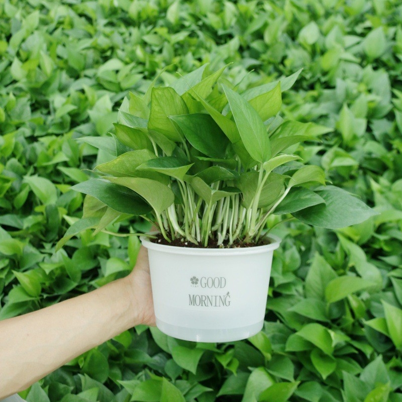 Epipremnum aureum в саксия за вътрешно пречистване на въздуха, оптимална температура 1–30°C, неутрално осветление, модерен минималистичен стил