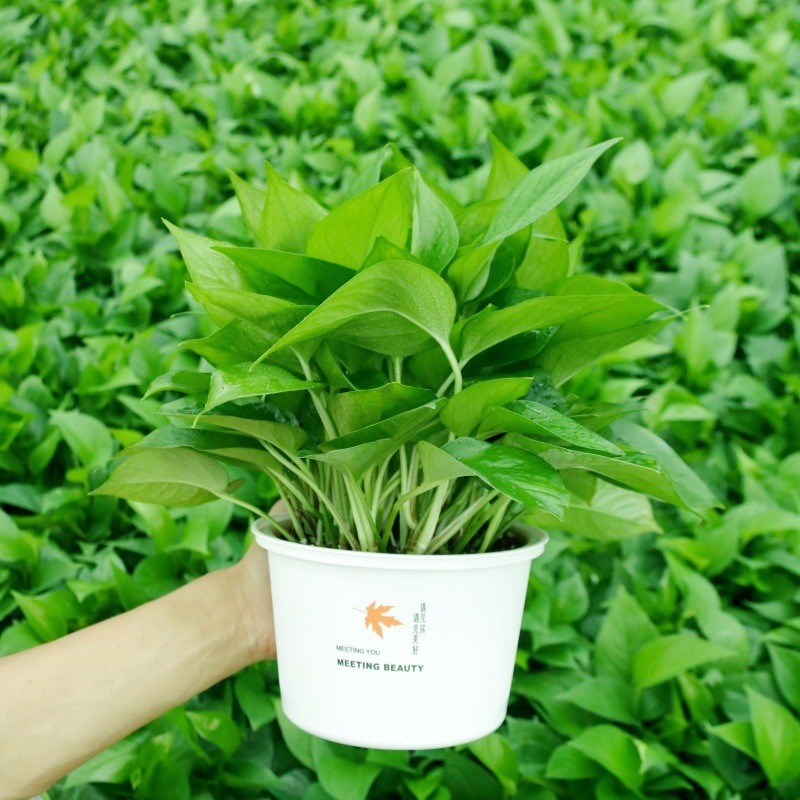 Epipremnum aureum в саксия за вътрешно пречистване на въздуха, оптимална температура 1–30°C, неутрално осветление, модерен минималистичен стил