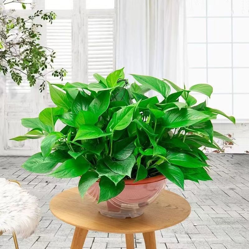 Epipremnum aureum в саксия за вътрешно пречистване на въздуха, оптимална температура 1–30°C, неутрално осветление, модерен минималистичен стил