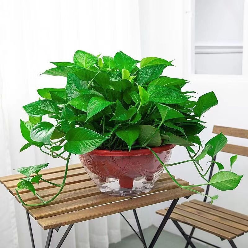 Epipremnum aureum в саксия за вътрешно пречистване на въздуха, оптимална температура 1–30°C, неутрално осветление, модерен минималистичен стил