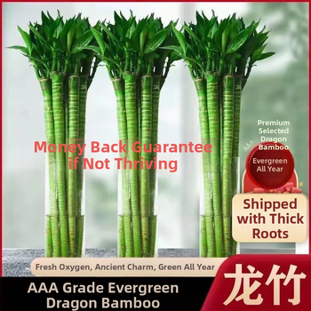 Sisesed hüdroponiline bambus taime juurtega – Wenchang, Dragon ja Fortune sordid elutuppa, kerge kasvatada