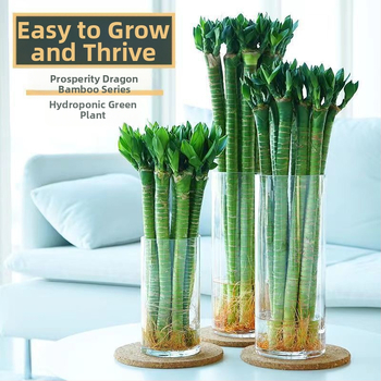 Sisesed hüdroponiline bambus taime juurtega – Wenchang, Dragon ja Fortune sordid elutuppa, kerge kasvatada