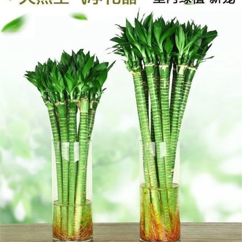 Вътрешен хидропонен бамбук с корени – Wenchang, Dragon и Fortune за хол, лесен за отглеждане