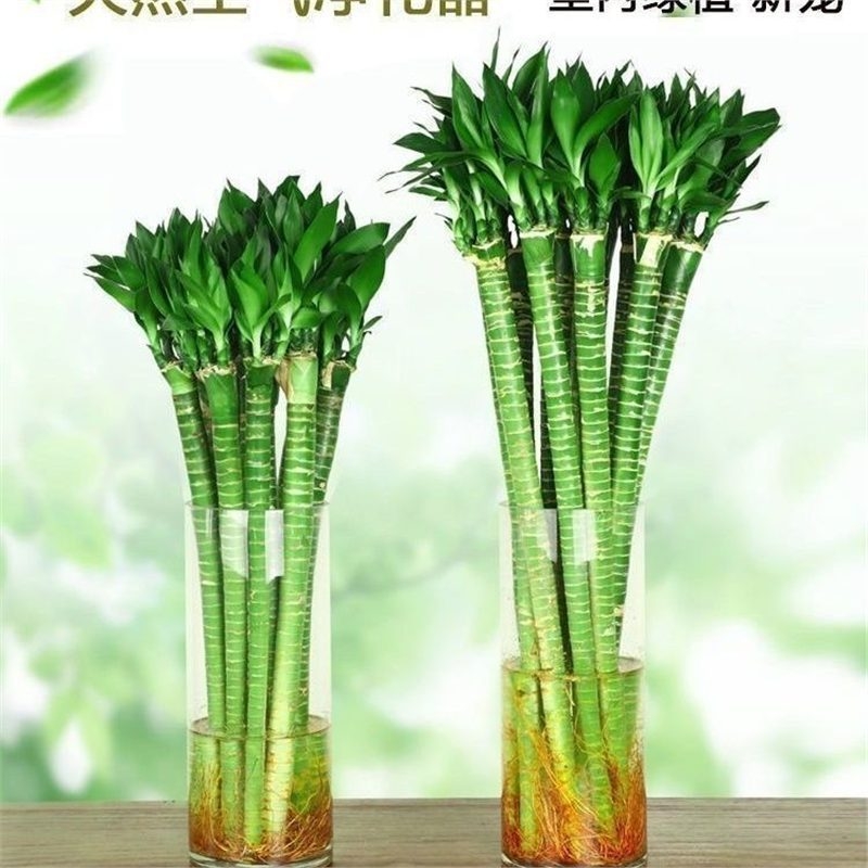 Вътрешен хидропонен бамбук с корени – Wenchang, Dragon и Fortune за хол, лесен за отглеждане