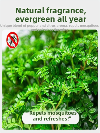 Pepperwood siseru bonsai potis – sääskede eemalepelemise lehestik, noor taim, vanem tüvi stiil