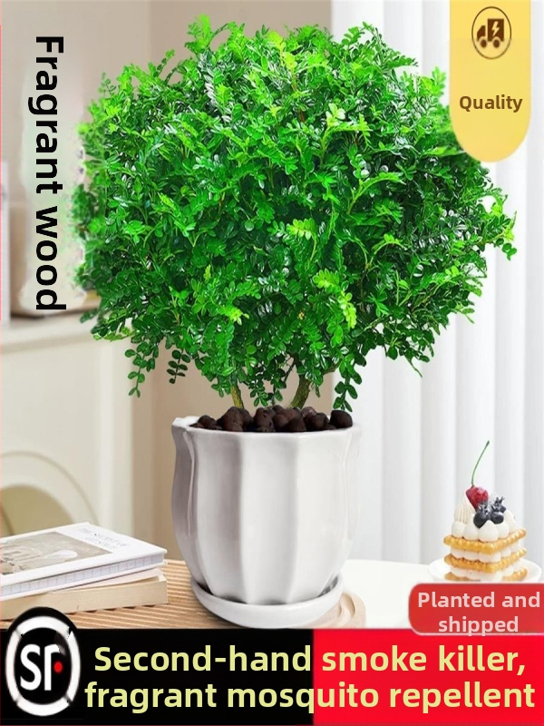 Pepperwood siseru bonsai potis – sääskede eemalepelemise lehestik, noor taim, vanem tüvi stiil