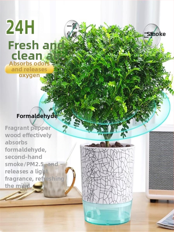 Pepperwood vidaus bonsai vazonėlyje – uodų atbaidymo lapos, daigai, senas kamieno stilius