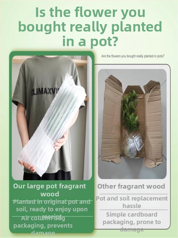 Pepperwood vidaus bonsai vazonėlyje – uodų atbaidymo lapos, daigai, senas kamieno stilius