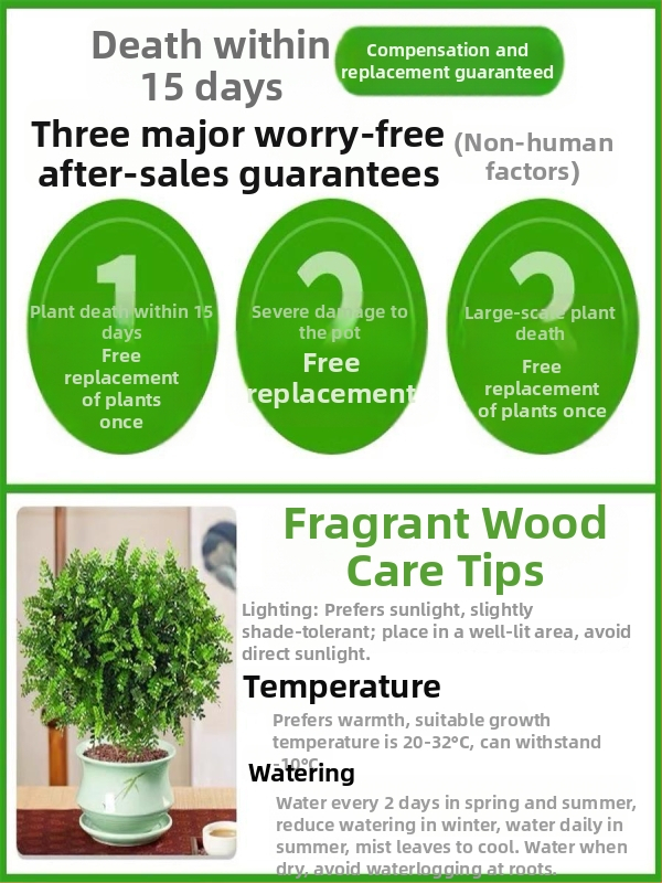 Pepperwood vidaus bonsai vazonėlyje – uodų atbaidymo lapos, daigai, senas kamieno stilius