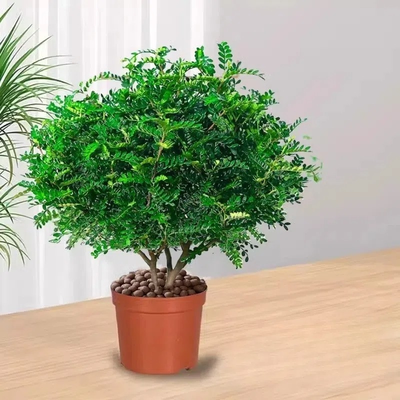 Pepperwood вътрешно саксийно бонсай растение – репелент срещу комари, фиданка, бонсай със стар ствол