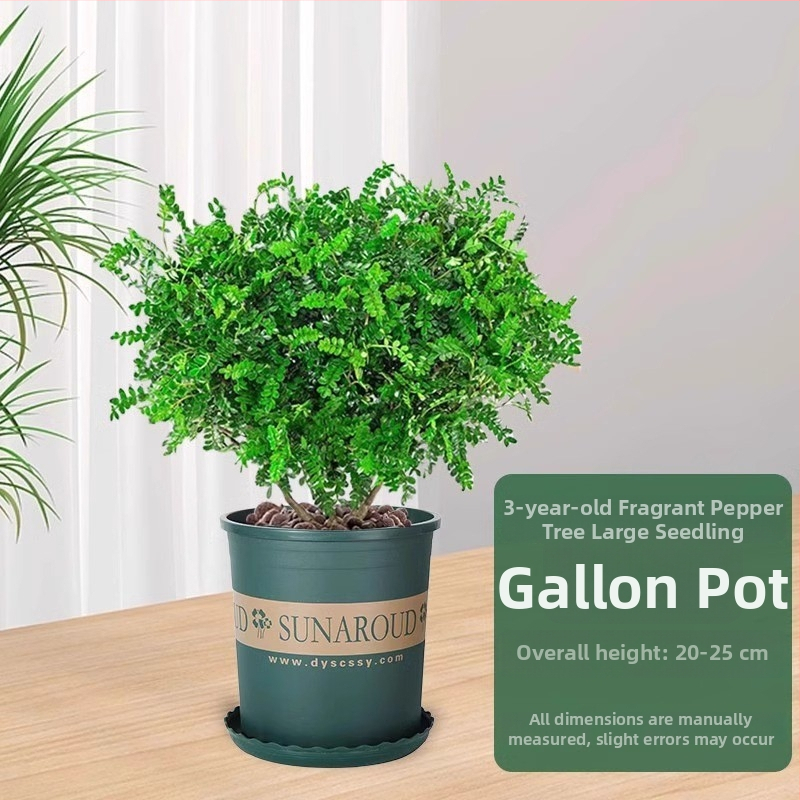 Pepperwood siseru bonsai potis – sääskede eemalepelemise lehestik, noor taim, vanem tüvi stiil