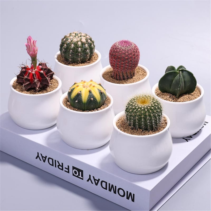 Εσωτερικό φυτό σε γλάστρα: κάκτος-σαγκουλεντ για γραφείο, μοντέρνος μινιμαλισμός, κανονική θερμοκρασία, ουδέτερο φως, ανθεκτικό στην ξηρασία