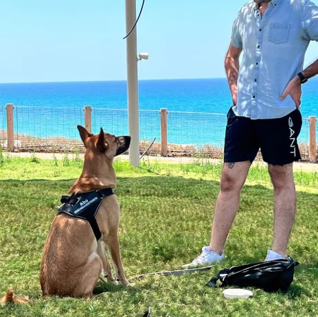 Гръден колан за кучета с жилетен стил - полиестер, код Spl076, неподвижен, 200 бр. в кутия