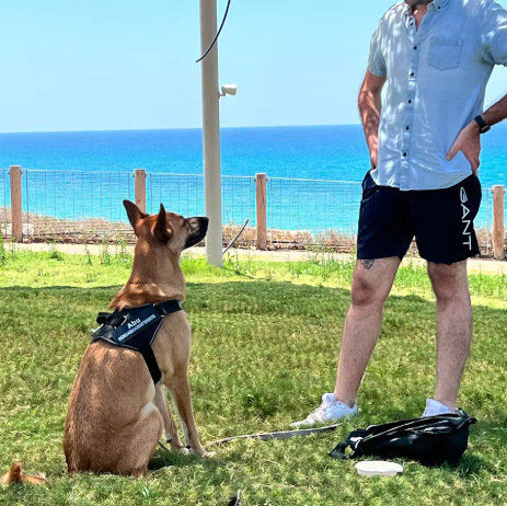 Гръден колан за кучета с жилетен стил - полиестер, код Spl076, неподвижен, 200 бр. в кутия