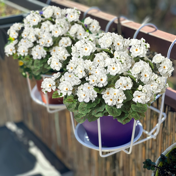 Dirbtinė begonija vazonėlyje - šilkiniai žiedai, flokavimo technika, vestuvėms, lauke, fotografijos rekvizitai, namų dekorui