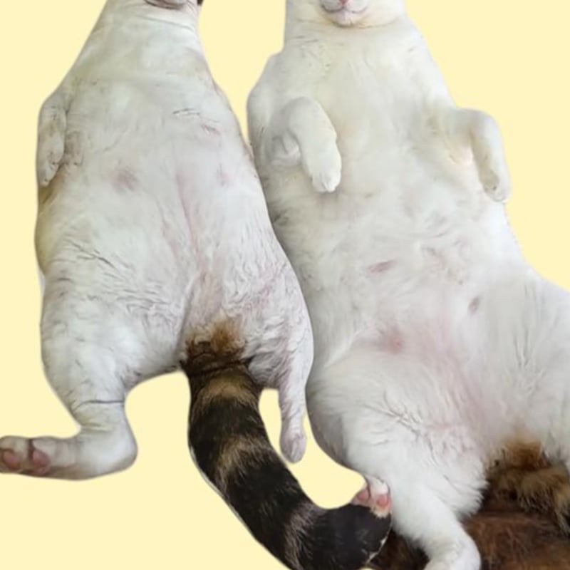 Kūno motyvo pagalvė su baby fleece danga, PP medvilnės užpildas, audimas